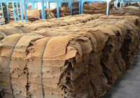 Skim_Rubber-chiyaporn3.png