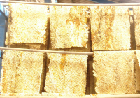 chiyaporn-rubber3.png